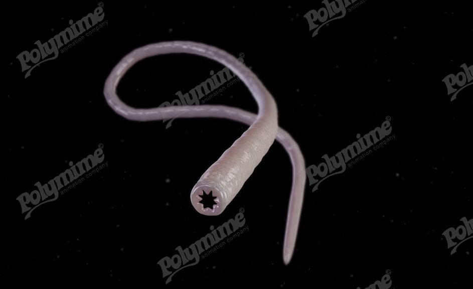 Hookworms, illustration - Stock Image - C034/2667 - Science Photo Library